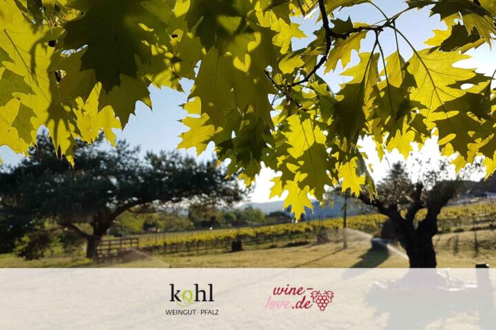 Weingut Kohl