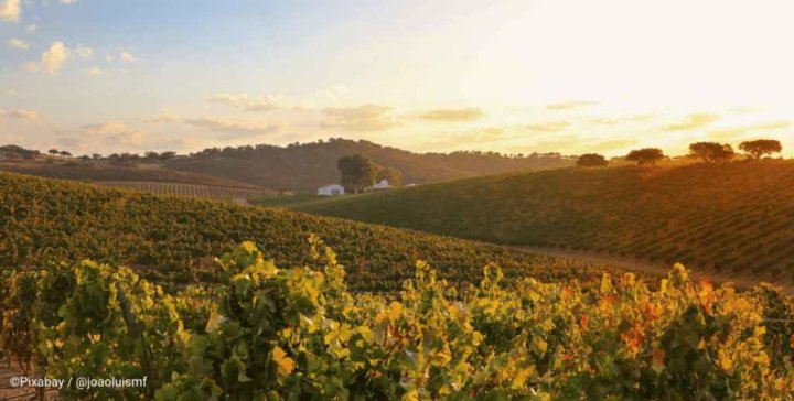 Weinhänge in Portugal