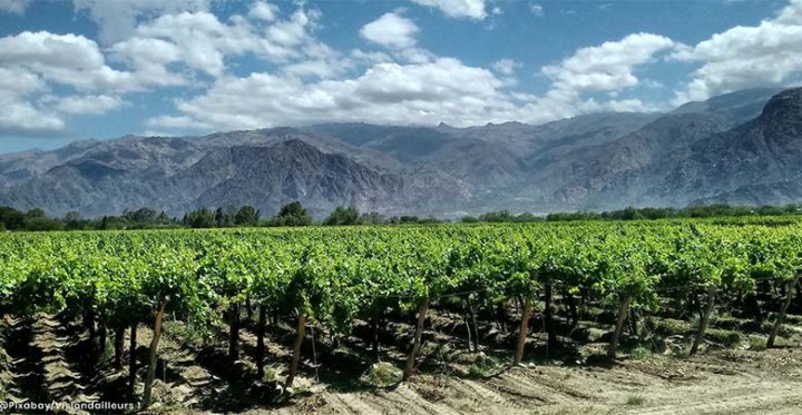 Wein aus Argentinien