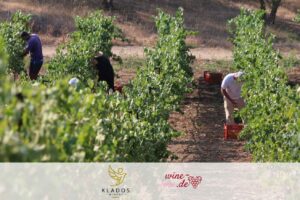 Klados winery
